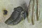 Spiny Walliserops Trilobite With Gerastos - Foum Zguid, Morocco #154307-6